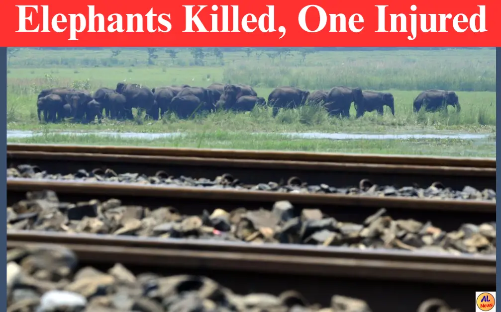 Elephants Killed, One Injured